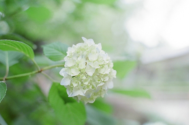 立夏养生吃什么水果